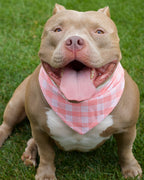 Dog Bandana