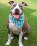 Dog Bandana